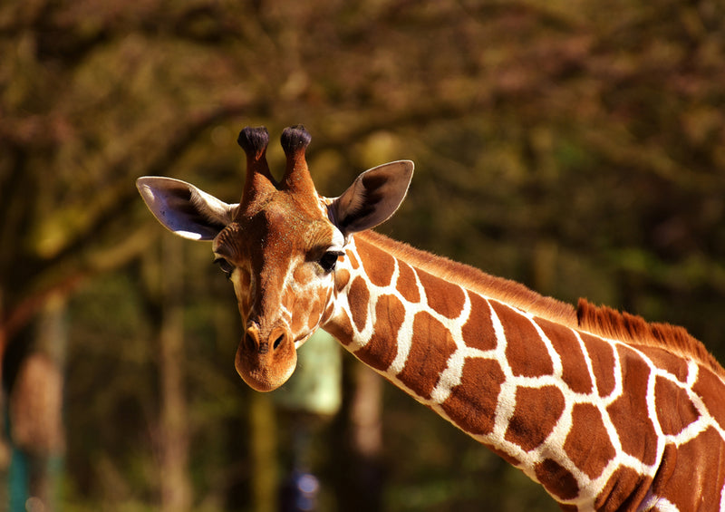 79021 Natur - Giraffe