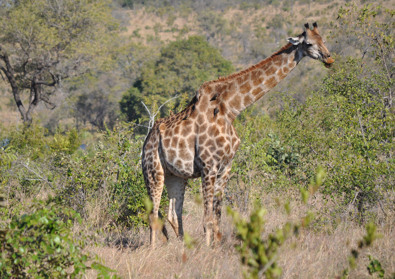 77814 Tierwelt - Giraffe