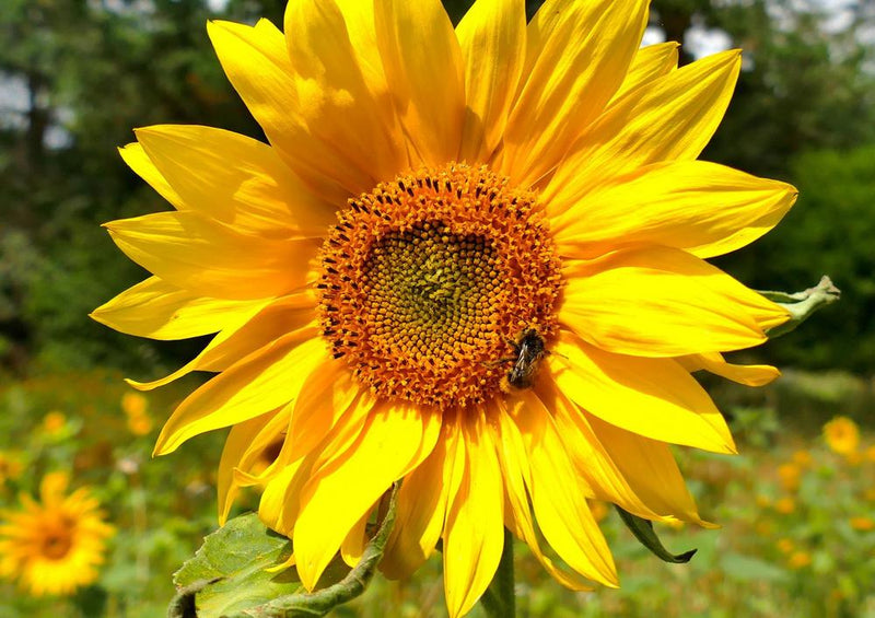 17870 Natur - Sonnenblume