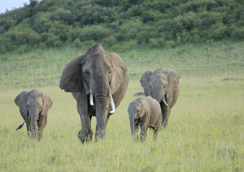75912 Tierwelt - Elefantenfamilie