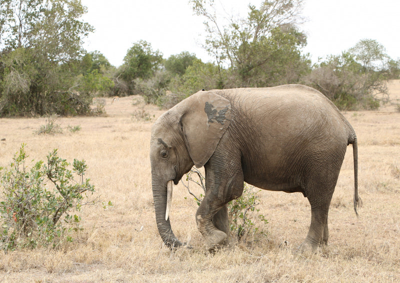 85627 Natur - Elefant