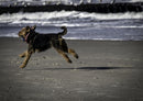 35187 Tierwelt - Hund am Strand