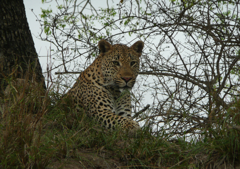 73931 Tierwelt - Leopard