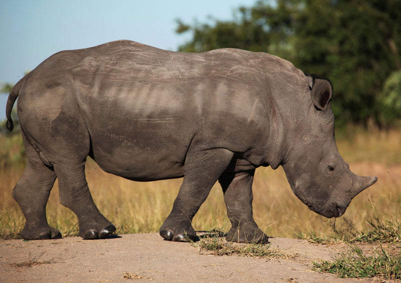 83025 Natur - Nashorn