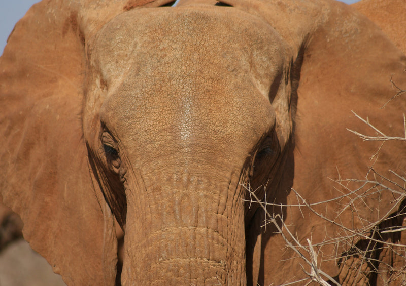 85744 Natur - Elefant