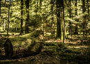 44078 Natur - Wald