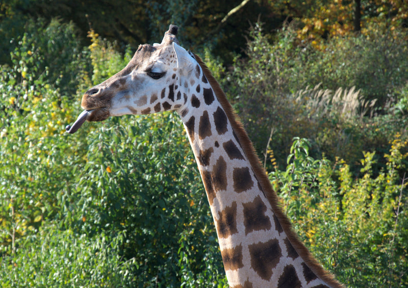 77829 Tierwelt - Giraffe