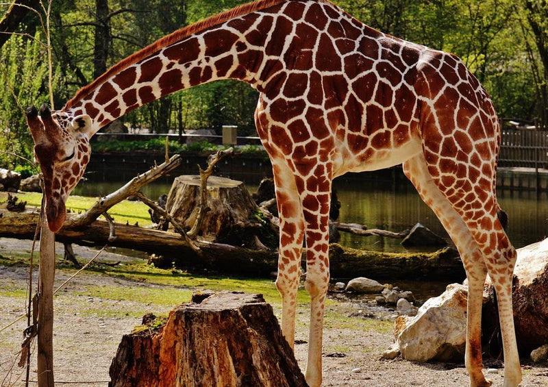 18910 Tierwelt - Giraffe