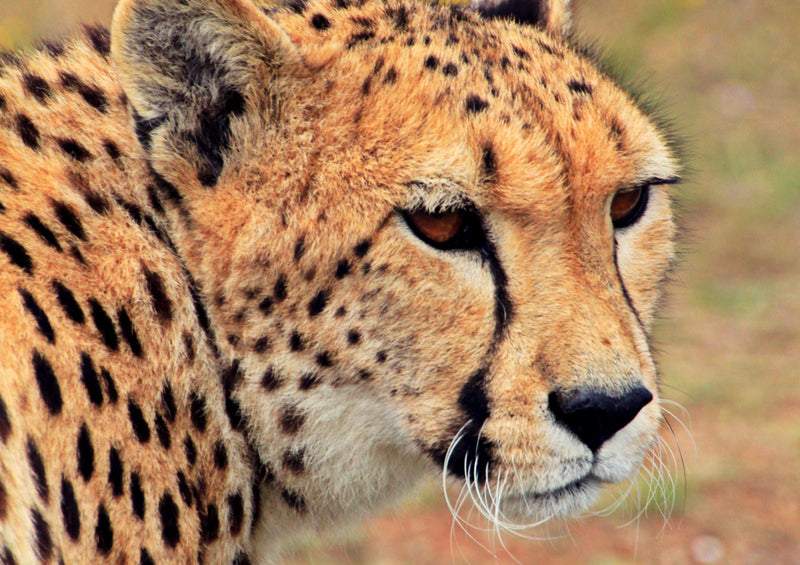 83975 Natur - Gepard