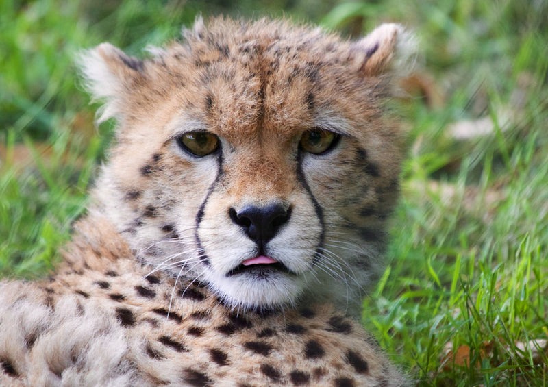 78609 Natur - Gepard