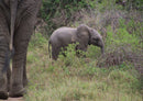 86565 Natur - Elefant