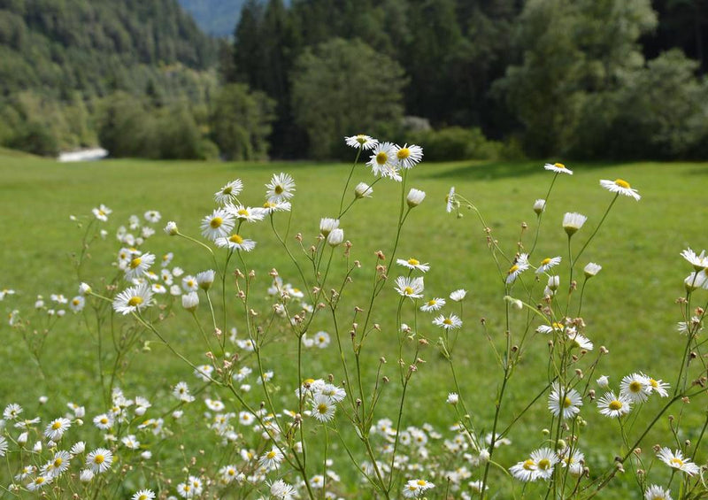 31280 Natur - Alpen