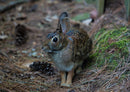 18049 Tierwelt - Wald-Hase