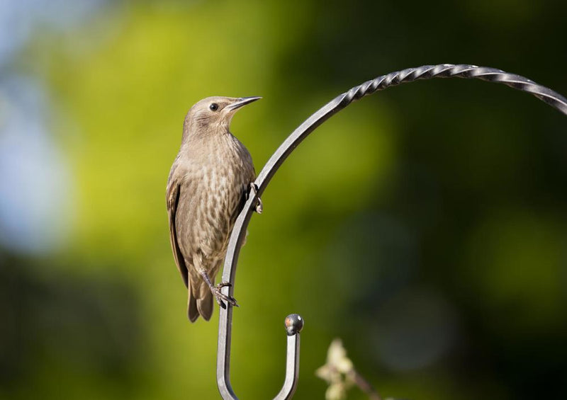 30596 Tierwelt - Vogel