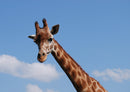 75078 Tierwelt - Giraffe