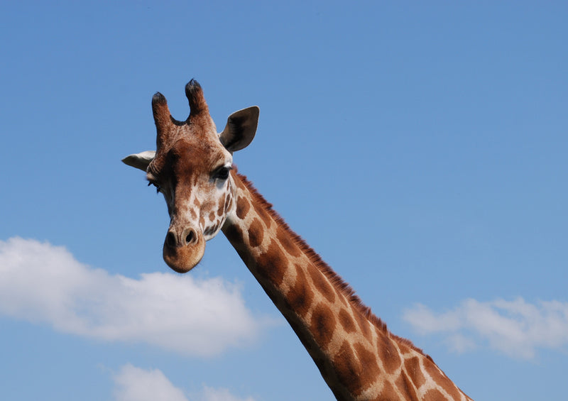 75078 Tierwelt - Giraffe