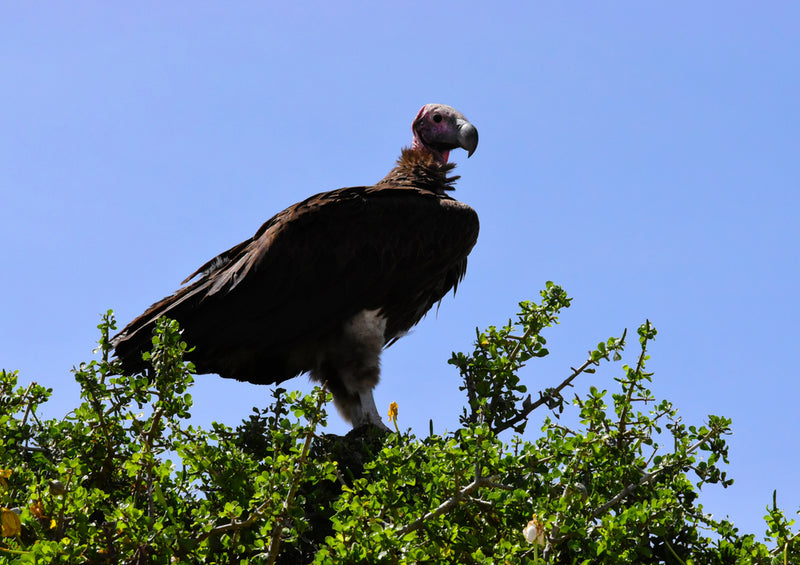 81796 Natur - Greifvogel