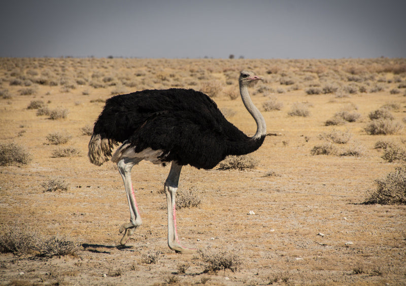 83584 Tierwelt - Strauß