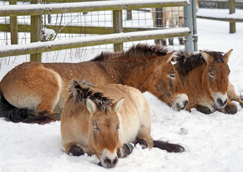 29503 Tierwelt - Pferde im Schnee