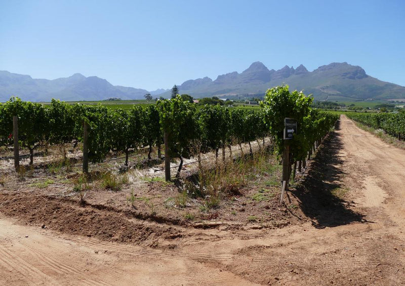 20062 Natur - Wein-Berg