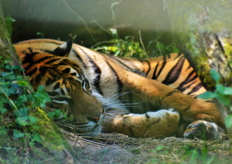 83451 Tierwelt - Tiger