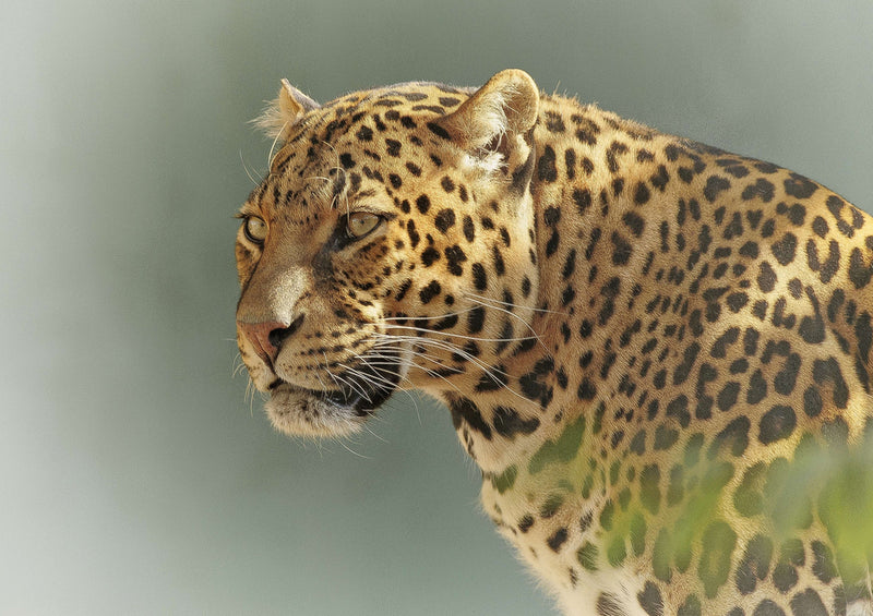77704 Natur - Leopard