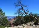 43762 Natur - Grand Canyon