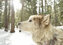 34579 Tierwelt - Wolf