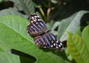 23884 Natur - Schmetterling