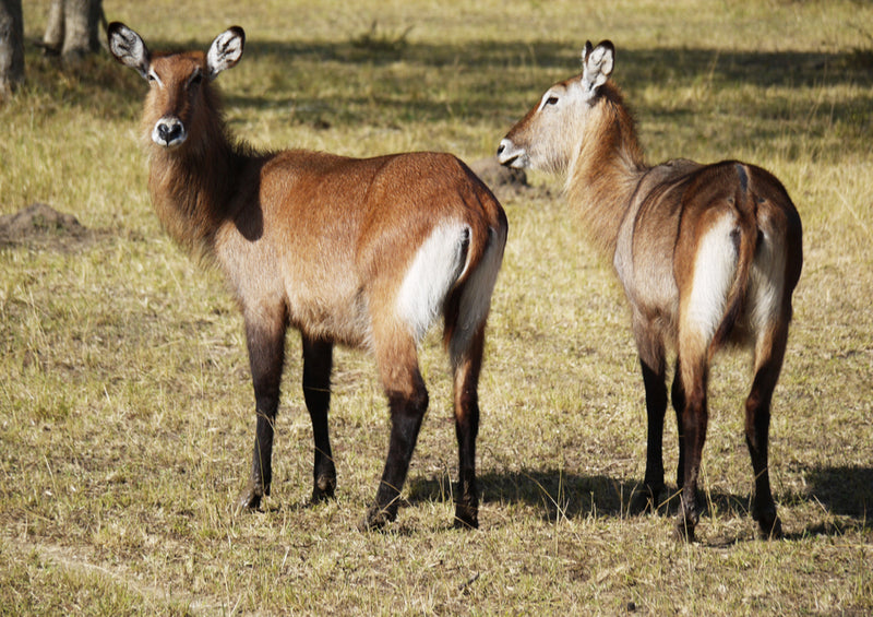 80250 Tierwelt - Afrika