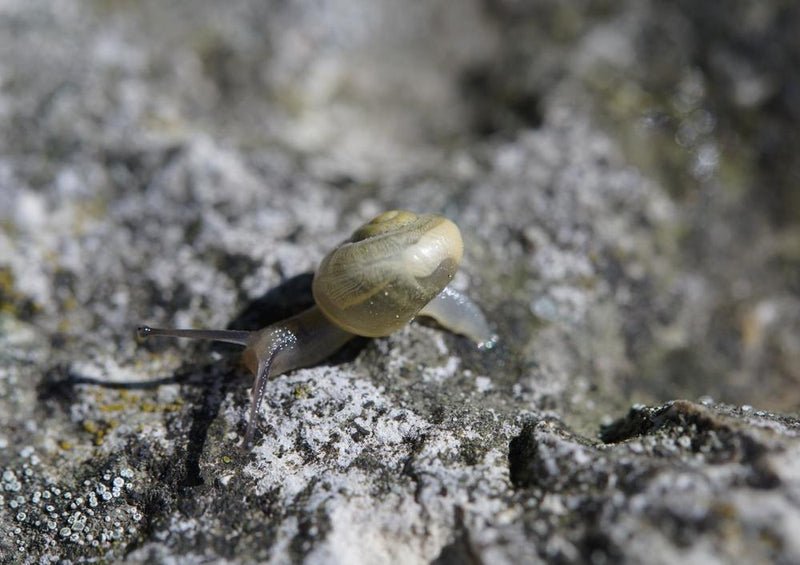 17809 Tierwelt - Schnecke