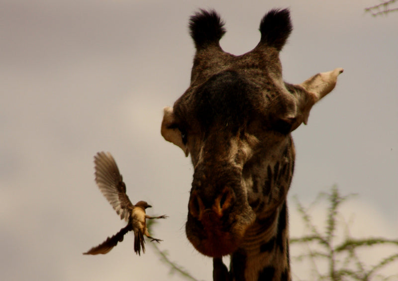 74954 Tierwelt - Giraffe