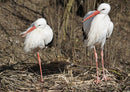 16697 Tierwelt - Storch-Familie