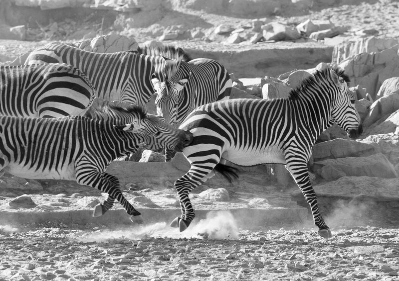 80400 Natur - Zebra