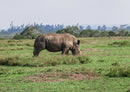 71231 Natur - Nashorn