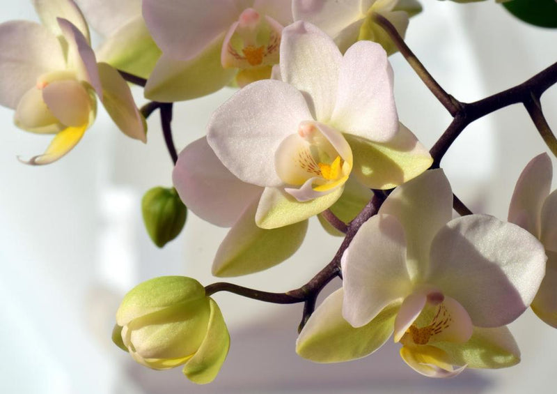 20383 Natur - Orchidee