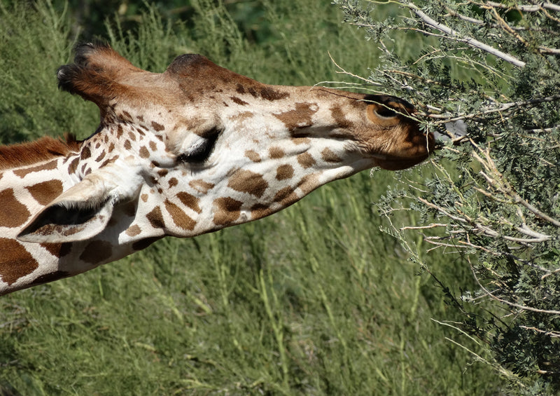 78526 Natur - Giraffe