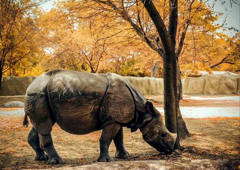 86576 Tierwelt - Nashorn