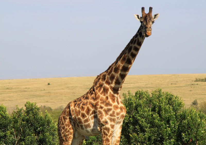 80796 Natur - Giraffe