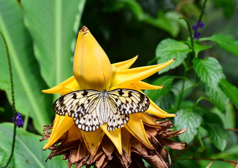 21681 Tierwelt - Schmetterling auf Blüte