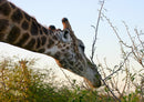 74321 Tierwelt - Giraffe