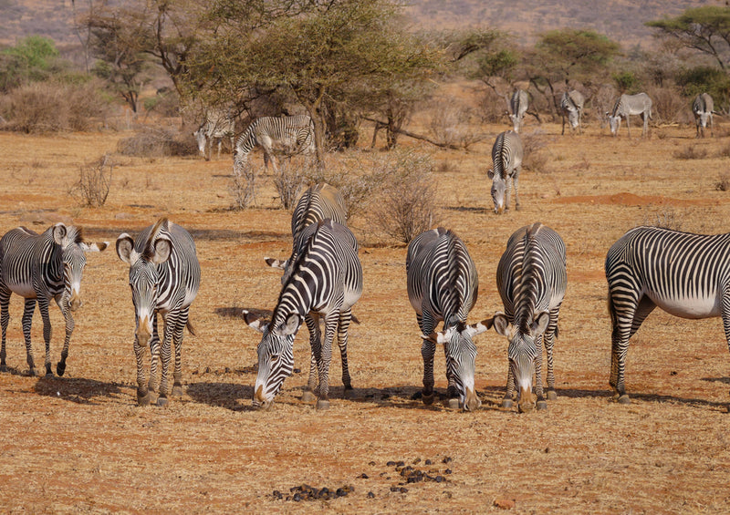 81514 Natur - Zebras