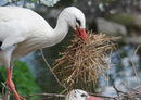 17196 Natur - Storch im Nest