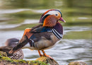 25621 Tierwelt - Ente