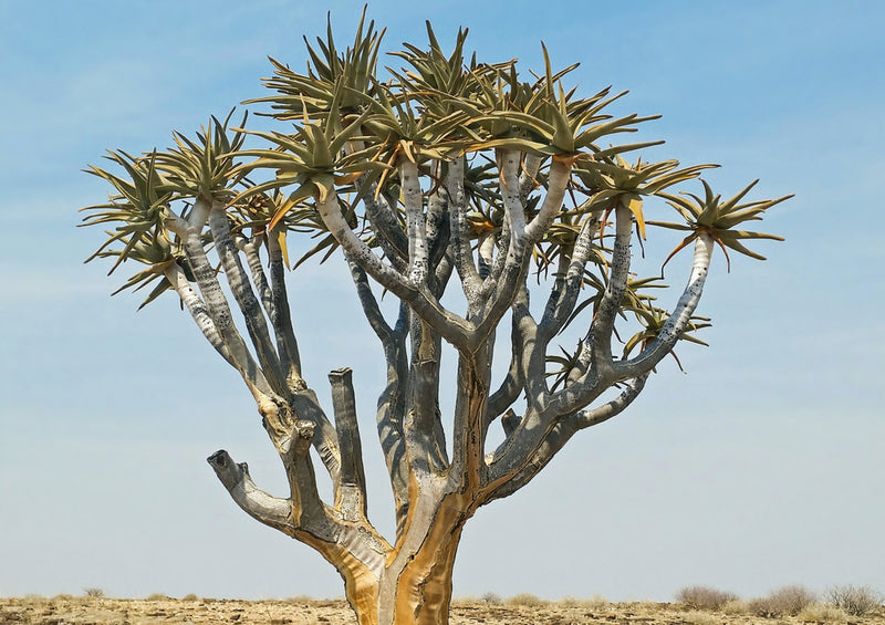 83127 Natur - Köcherbaum