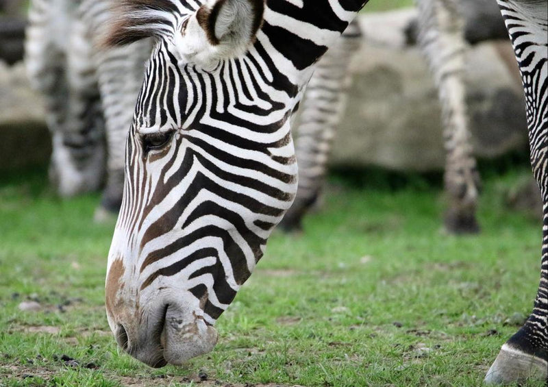 18313 Natur - Zebra