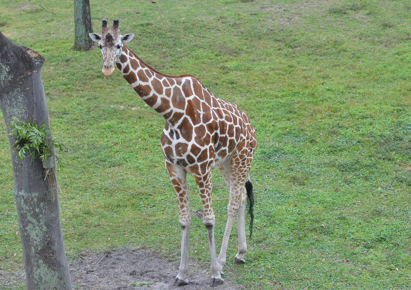 78495 Natur - Giraffe