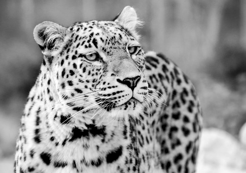 77544 Natur - Leopard
