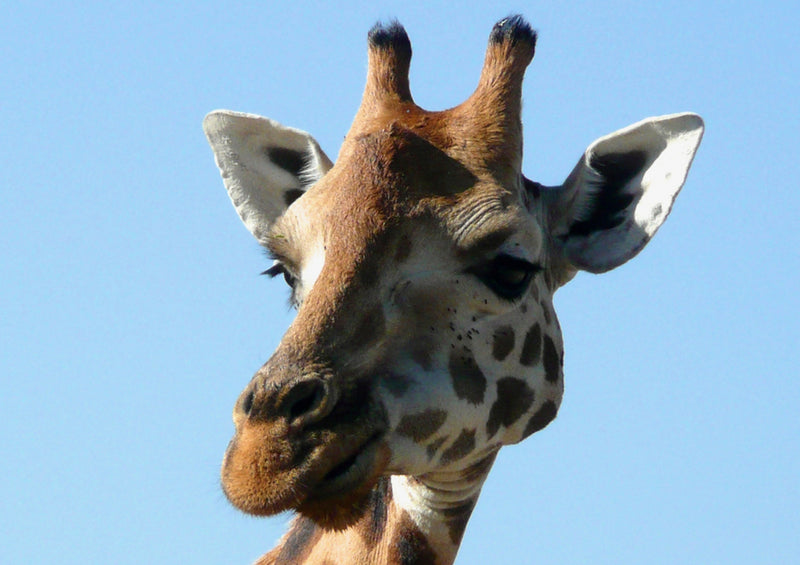 78768 Natur - Giraffe