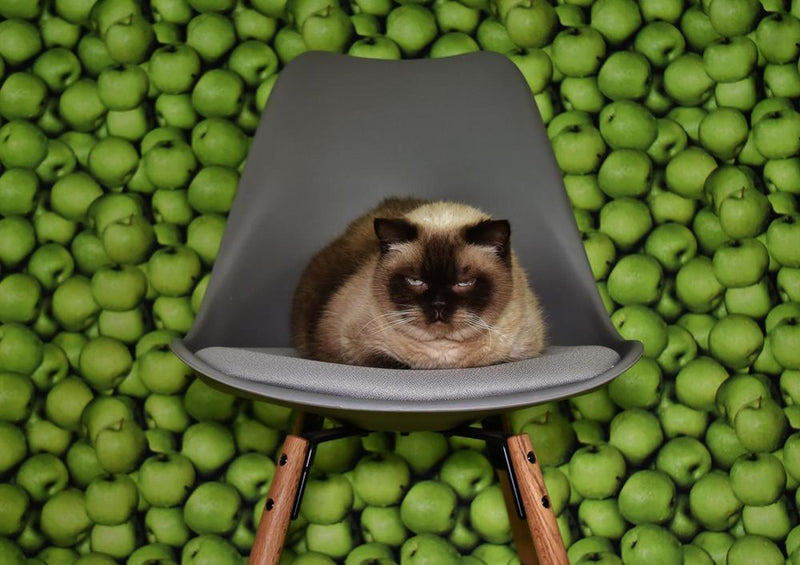 18050 Tierwelt - Katze auf Stuhl